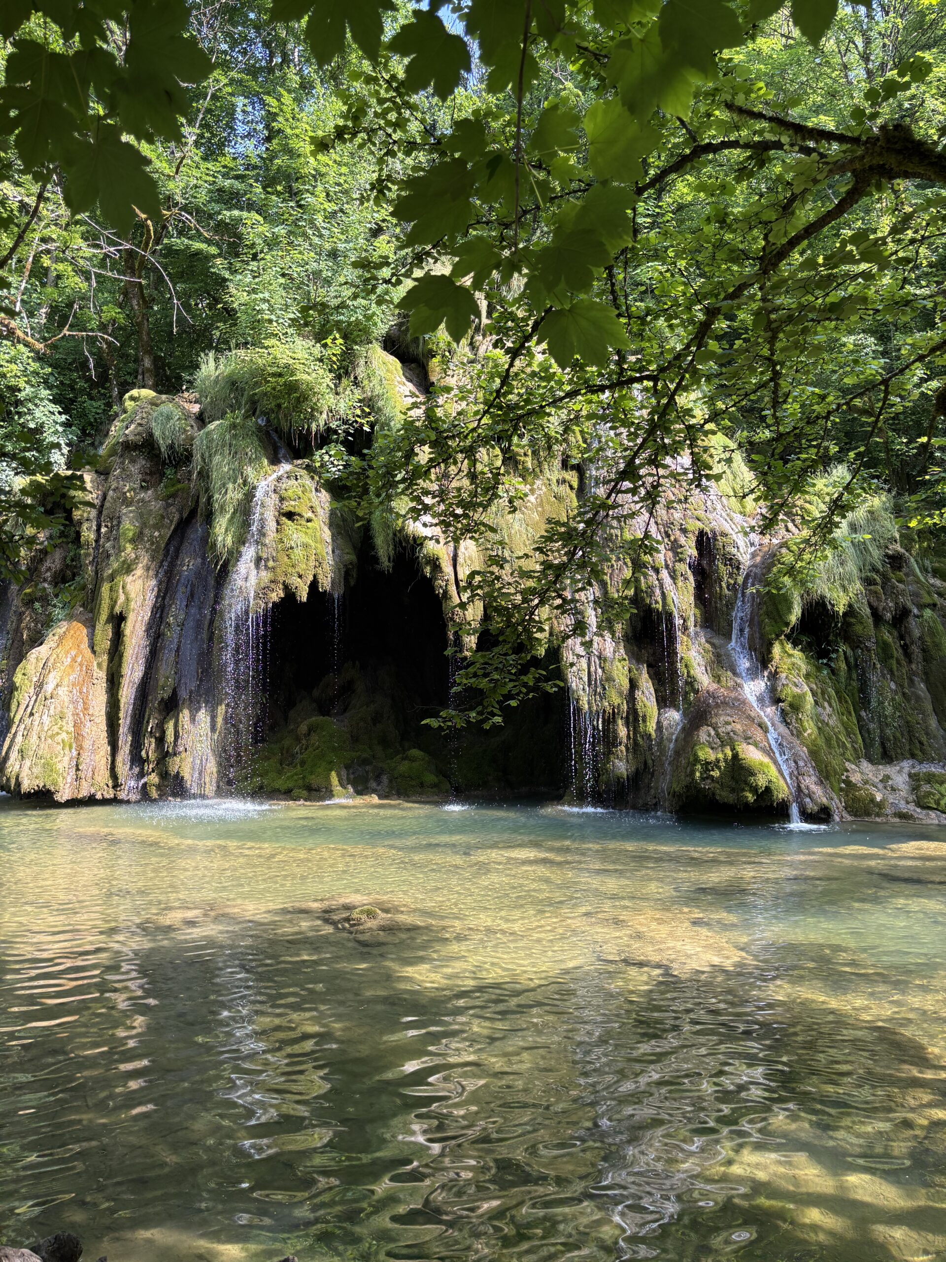 Formation Shinrin Yoku immersion forêt certifiée Jura